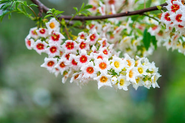 5 YELLOWHORN TREE Xanthoceras Sorbifolium aka Goldenhorn, Raintree, Chinese Flowering Chestnut - White Yellow Red Fragrant Flower Seeds